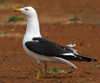 1cy fuscus in August, ringed in Finland. (81365 bytes)